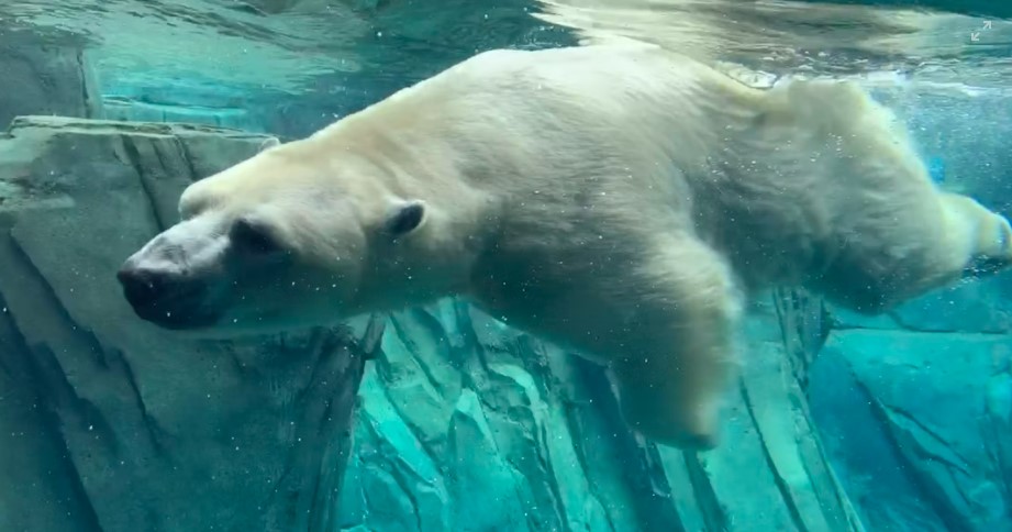 polar bear swimming underwater In The Money Heather Cullen
