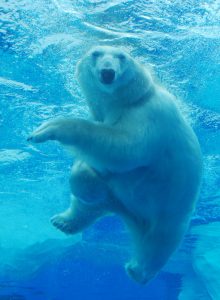 Heather Cullen In The Money Blog Bear Market Smiling