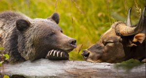 Heather Cullen In The Money Blog Bear bull sleeping