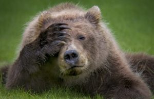 Heather Cullen In The Money Blog bear covering eye