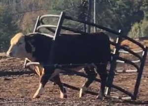 Bull Trap In The Money Heather Cullen