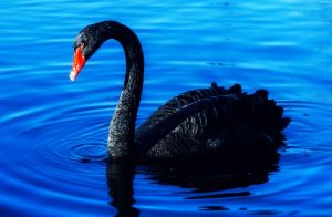 Heather Cullen Blog In The Money - Black Swans