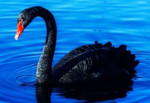 Heather Cullen ITM Strategy In The Money BLOG Black Swans