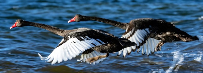 Heather Cullen ITM Strategy In The Money BLOG Black Swans