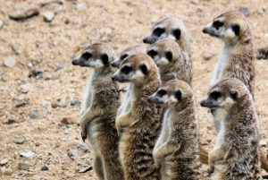 Heather Cullen ITM Strategy In The Money BLOG Open Interest