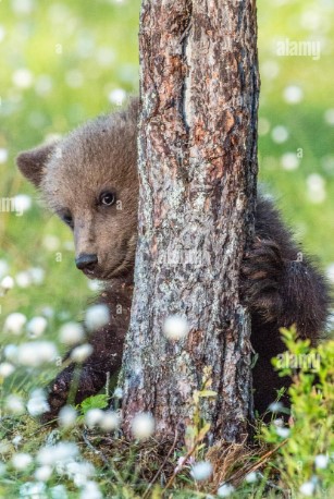 Heather Cullen ITM Strategy In The Money BLOG Bull Euphoria