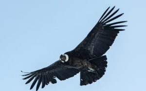 Heather Cullen In The Money BLOG Fright of the Condor Captain Condor