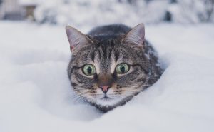 Heather Cullen Blog Panic First Think Later