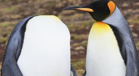 Heather Cullen In The Money ITM BLOG Broker Risk Closing Only