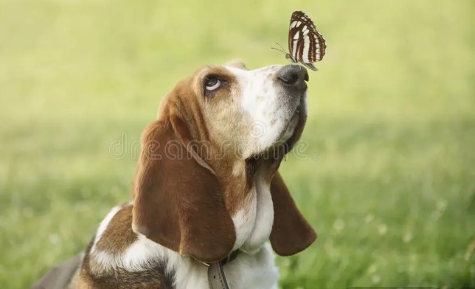 Heather Cullen Blog Exotic Beasts - the Options Zoo