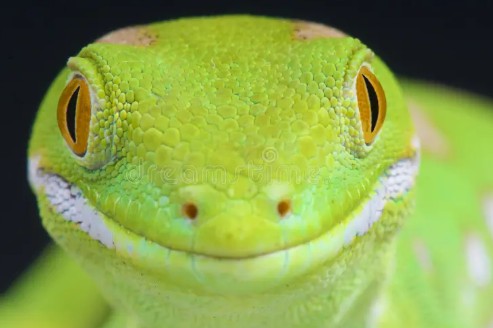 Heather Cullen Blog Exotic Beasts - the Options Zoo